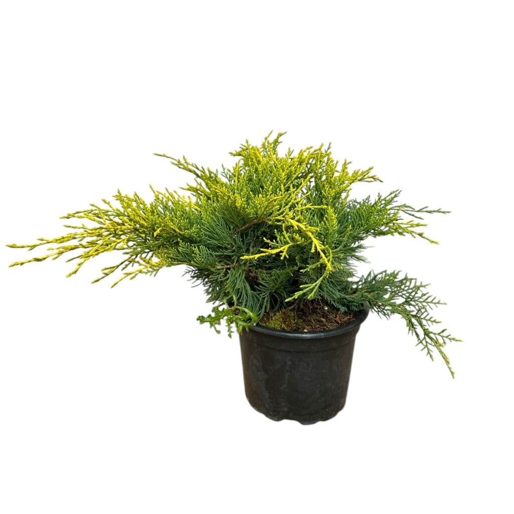 Aranytarka boróka (juniperus × media ‘old gold’)