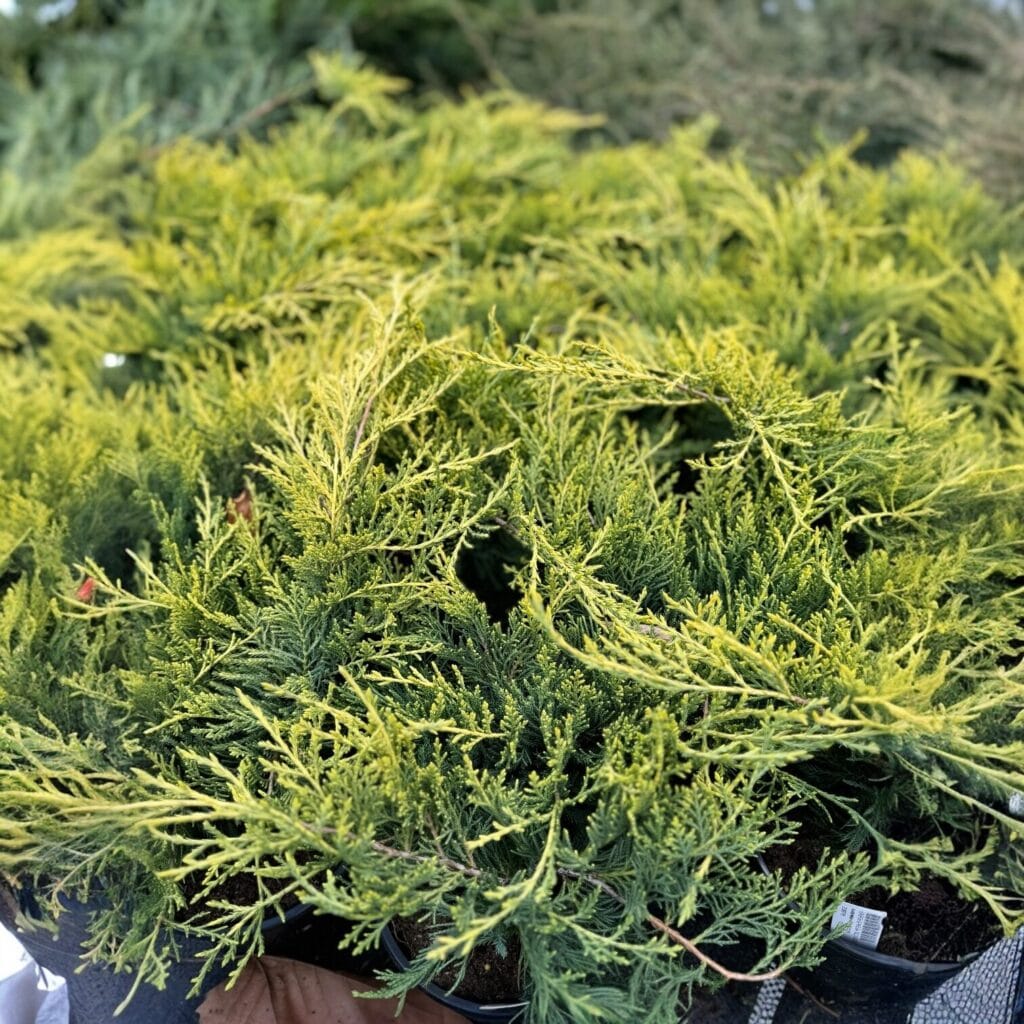 Aranytarka boróka (juniperus × media ‘old gold’)