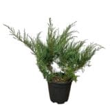 Arany pfitzer boróka - JUNIPERUS MEDIA 'PFITZERIANA AUREA' Hungaroplant