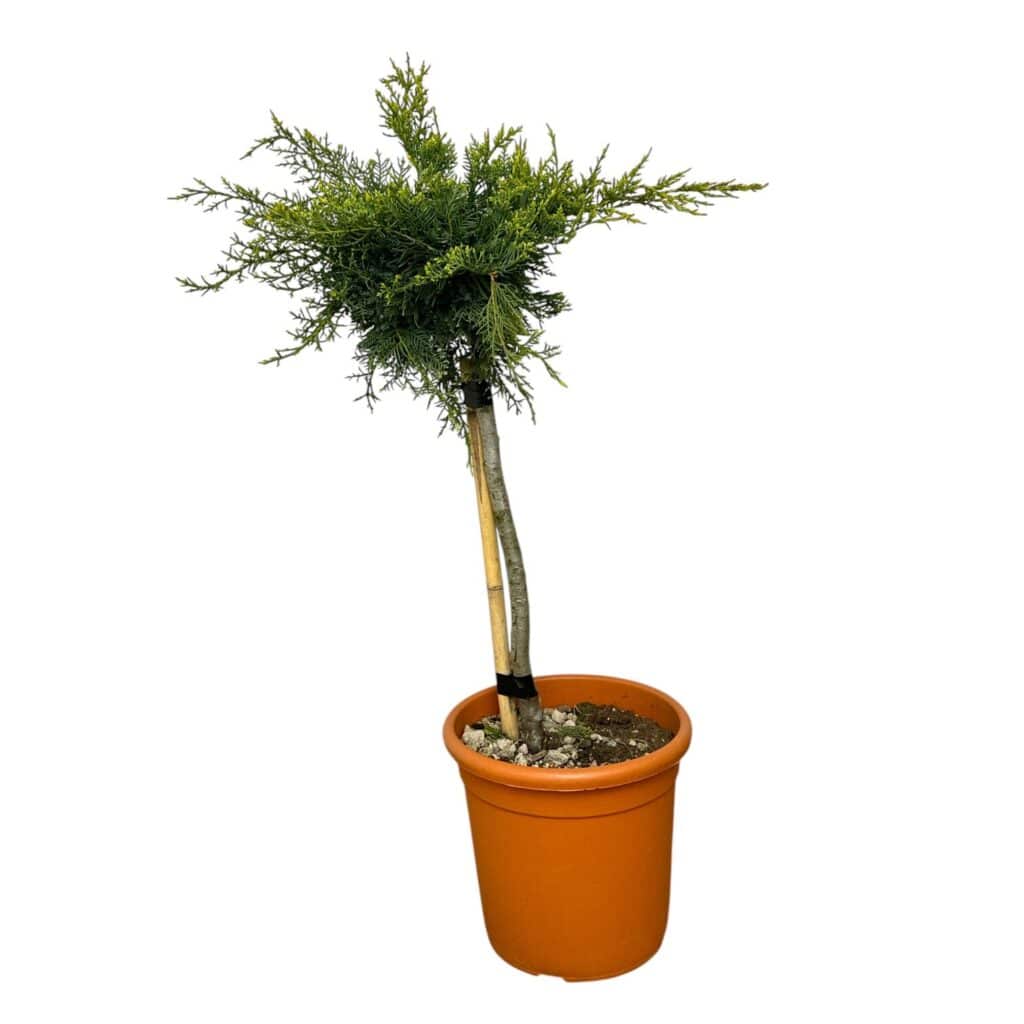 Arany pfitzer boróka (törzses) – JUNIPERUS MEDIA ‘PFITZERIANA AUREA’