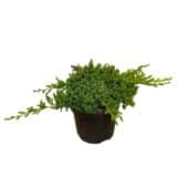 Törpe japán boróka - JUNIPERUS PROCUMBENS 'NANA' Hungaroplant