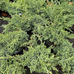 Kezdőoldal Törpe japán boróka - JUNIPERUS PROCUMBENS 'NANA'