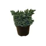 Kék csillag boróka - JUNIPERUS SQUAMATA 'BLUE STAR' Hungaroplant