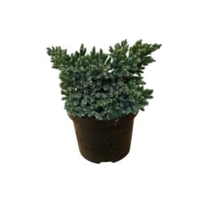 Kezdőoldal Kék csillag boróka - JUNIPERUS SQUAMATA 'BLUE STAR'