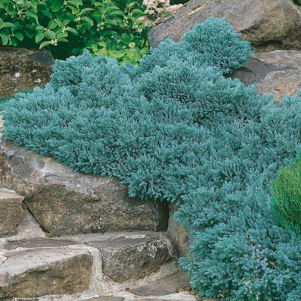 Juniperus Blue Star