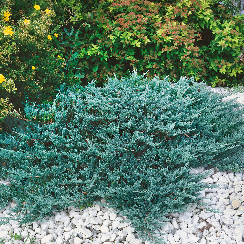 Juniperus Blue Chip Hungaroplant.hu