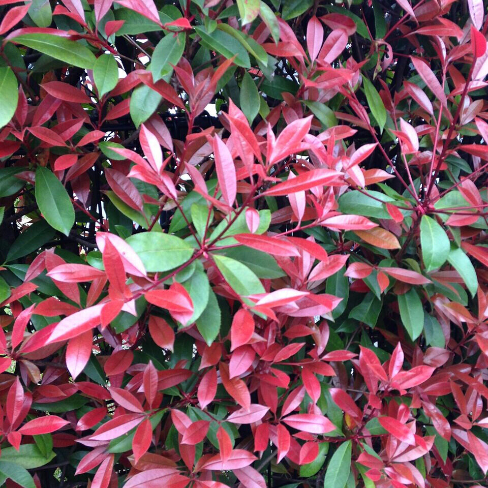 KORALLBERKENYE RED ROBIN – PHOTINIA FRASERI ‘RED ROBIN’