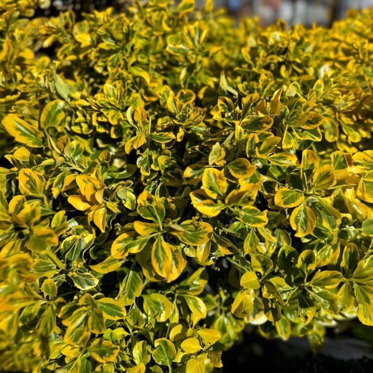 Hungaroplant