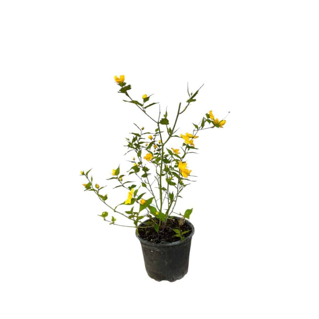 Boglárkacserje – Kerria japonica
