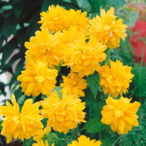 Kezdőoldal Boglárkacserje - Kerria japonica