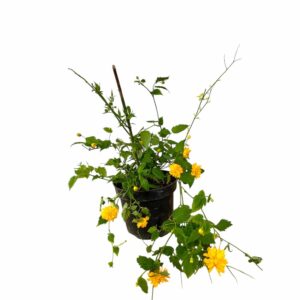 Teltvirágú japán kerria (Kerria japonica 'Pleniflora')