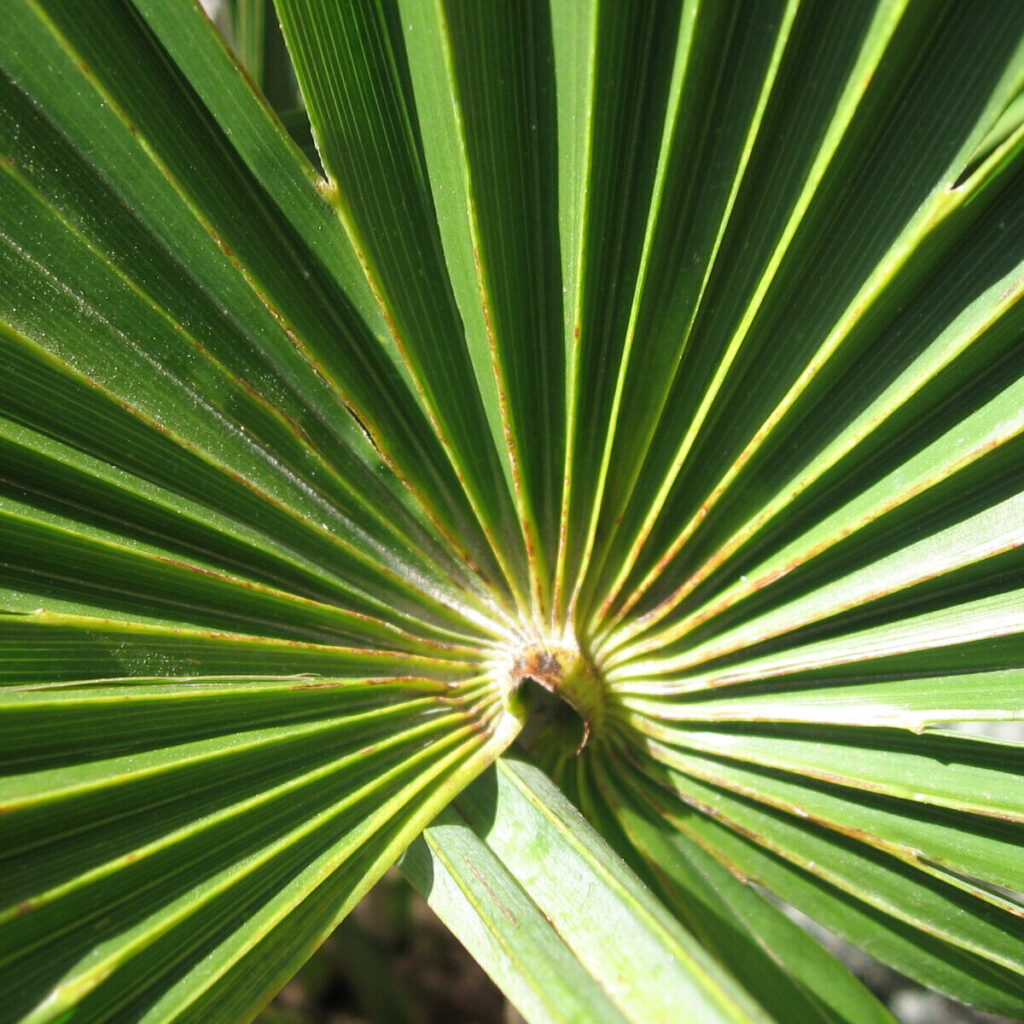 Kínai kenderpálma (Chamaerops excelsa)