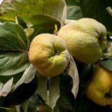 Konstantinápolyi birs - Cydonia oblonga 'konstantinápoly' Hungaroplant