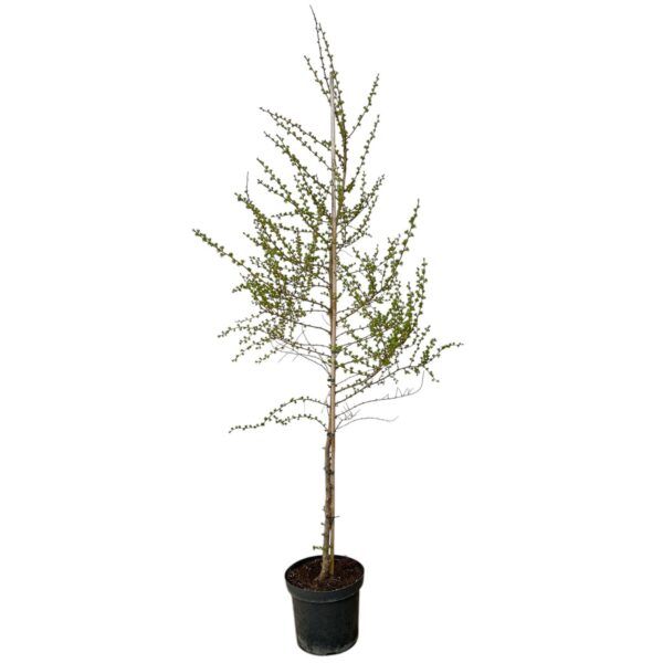 Hungaroplant