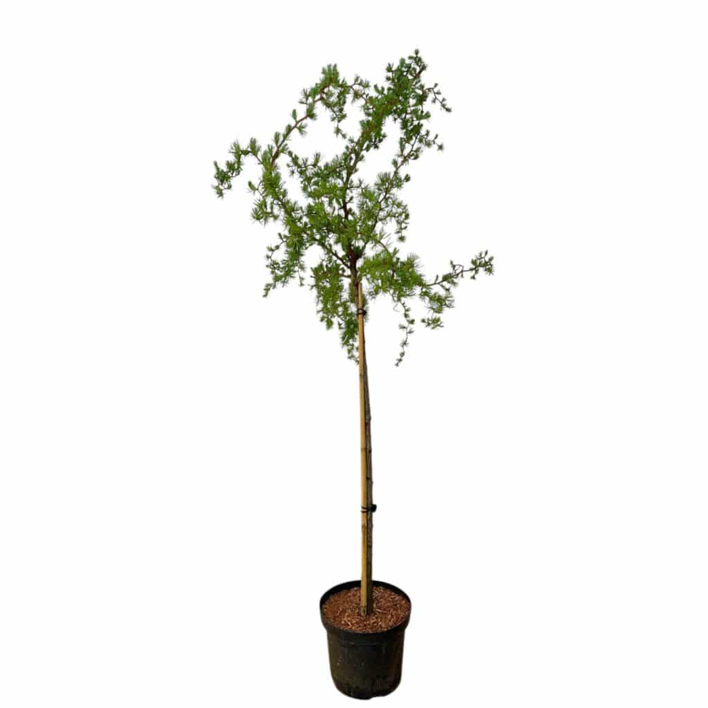 Csavart japán vörösfenyő (Larix kaempferi 'Diana')