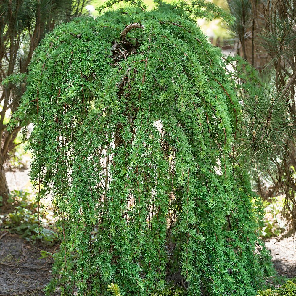 Larix Stiff Weeper