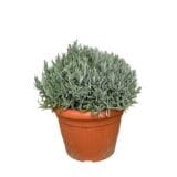 Keskenylevelű levendula - LAVANDULA ANGUSTIFOLIA Hungaroplant