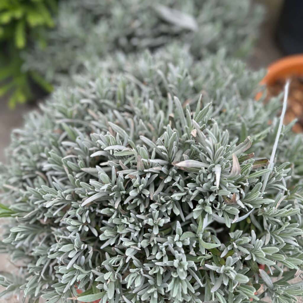 Keskenylevelű levendula (Lavandula angustifolia)