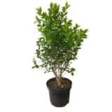 Zöld gyémánt fagyal - LIGUSTRUM OVALIFOLIUM 'GREEN DIAMOND' Hungaroplant