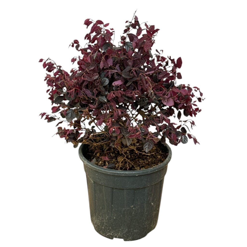 Bíbor rojtosvirág (Loropetalum chinense ‘Black Pearl’)