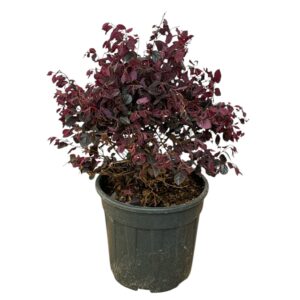 Bíbor rojtosvirág (Loropetalum chinense ‘Black Pearl’)