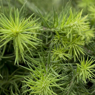 Larix-kaempferi-magic gold1