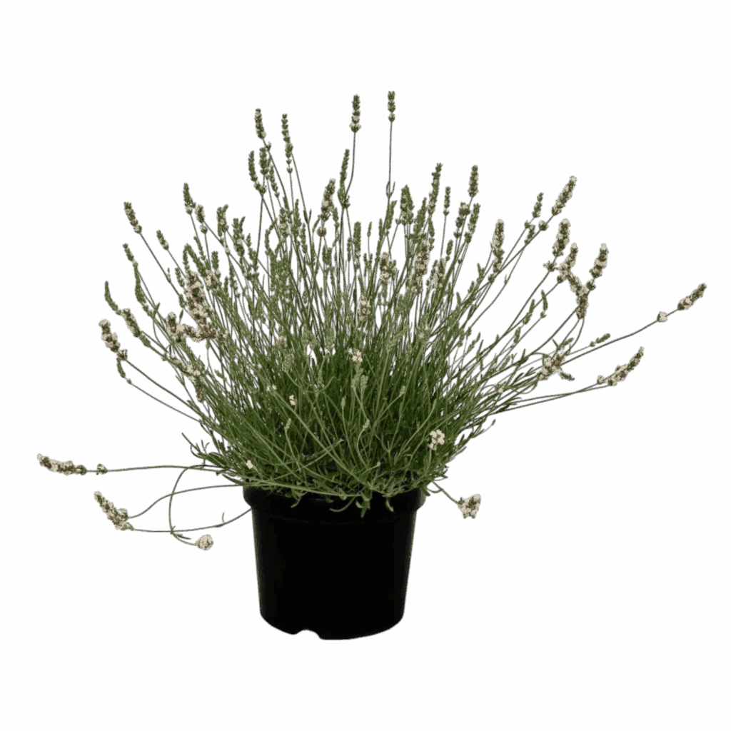 Levendula (Lavandula × intermedia 'Edelweiss')
