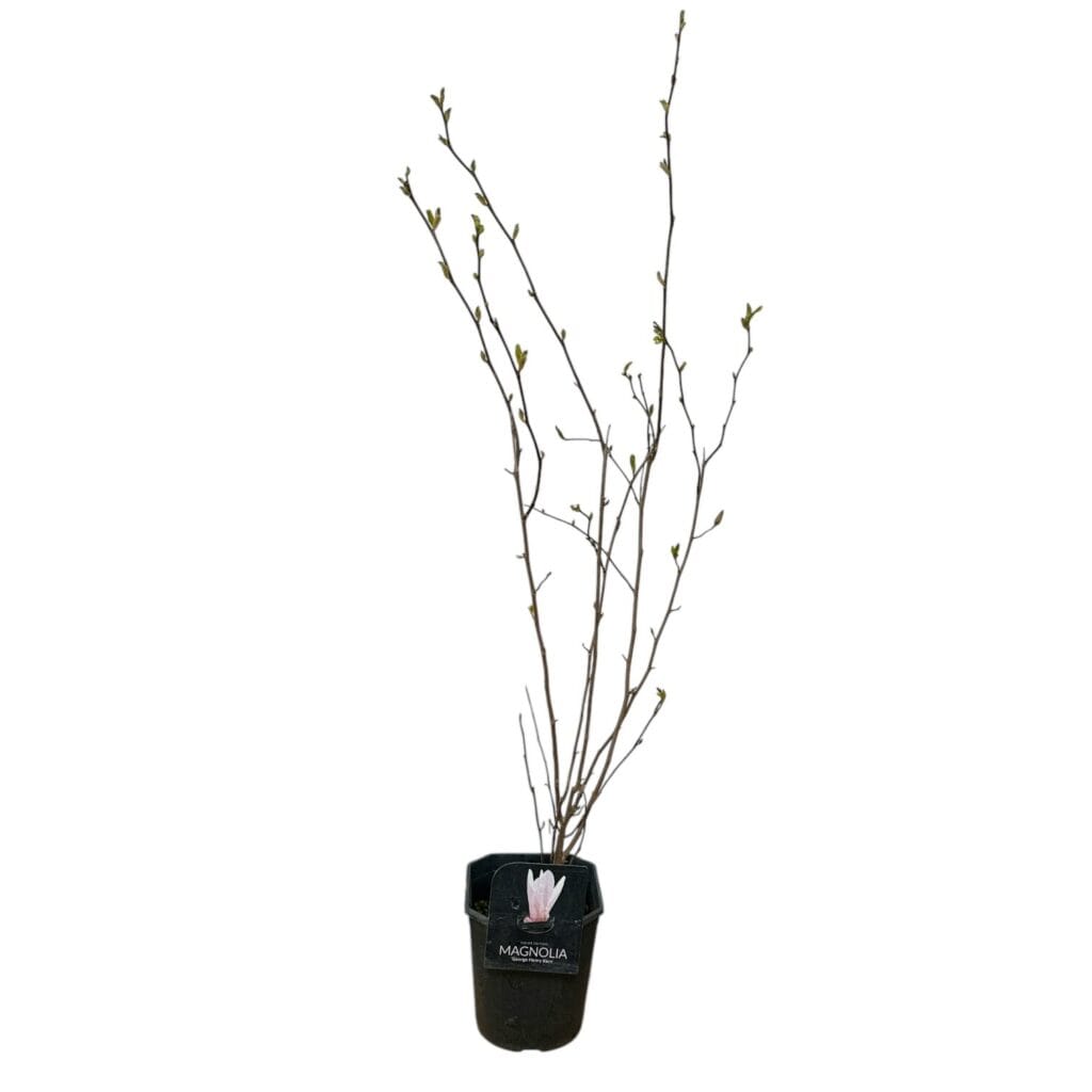 Liliomfa (Magnolia 'George Henry Kern')