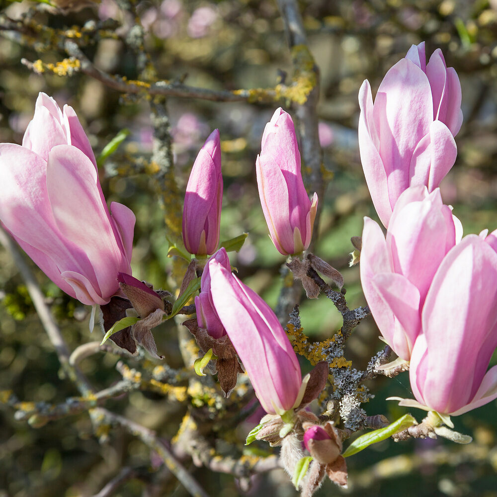 Magnolia George Henry Kern