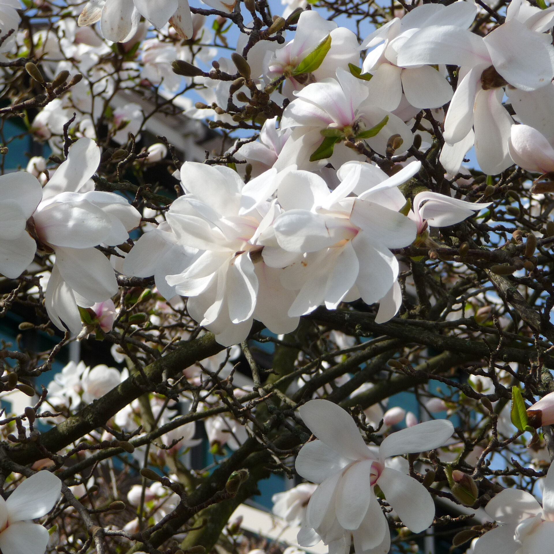 MAGNOLIA 'STELLATA'
