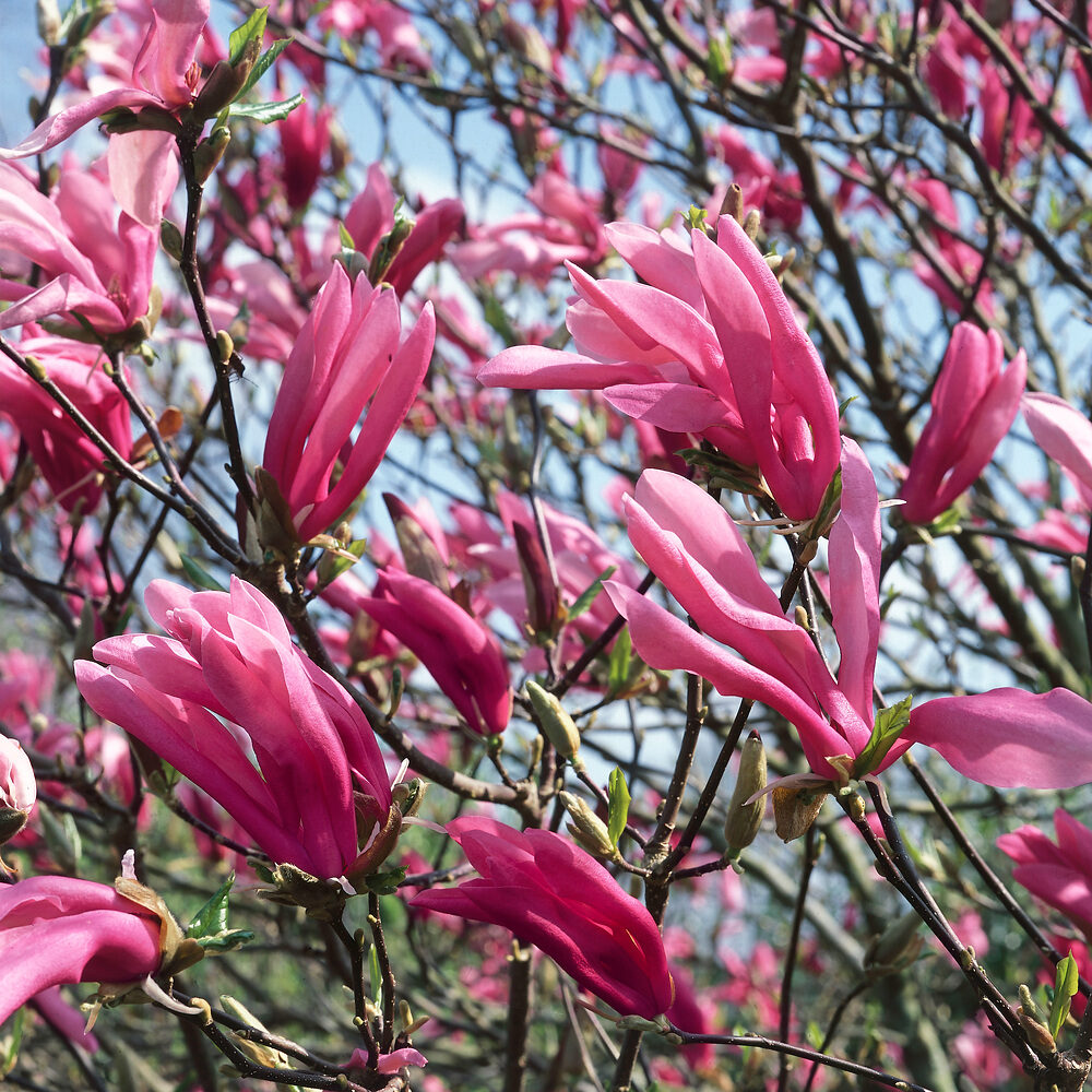 Magnolia Susan