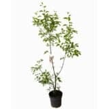 Vörös oszlopos díszalma - MALUS 'RED SENTINEL' Hungaroplant