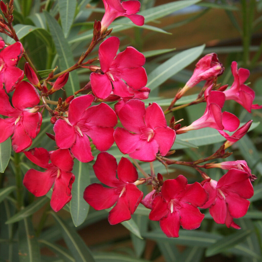 Törzses leander (Nerium oleander)
