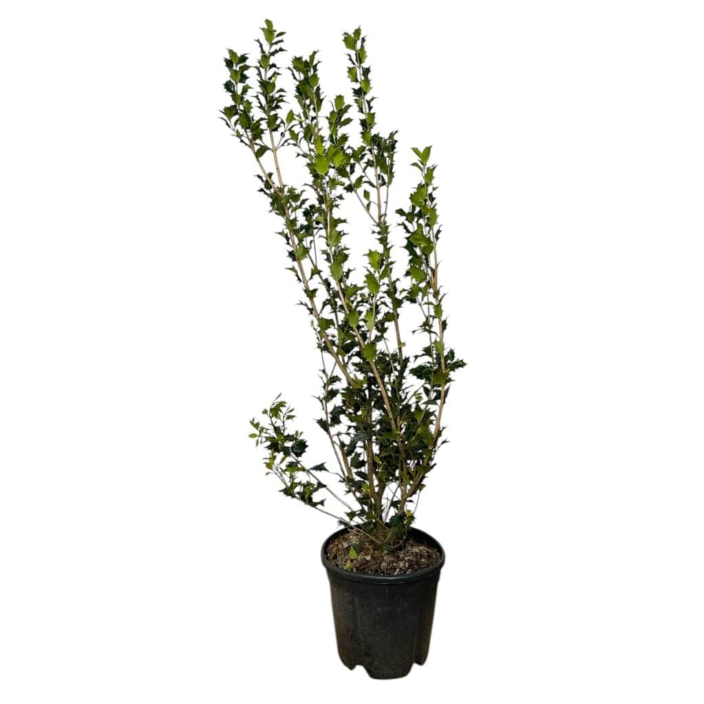 Magyallevelű illatcserje (Osmanthus aquifolium)