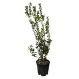 Magyallevelű illatcserje - OSMANTHUS AQUIFOLIUM Hungaroplant