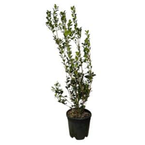 Kezdőoldal Magyallevelű illatcserje - OSMANTHUS AQUIFOLIUM