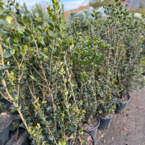 Magyallevelű illatcserje (Osmanthus aquifolium)