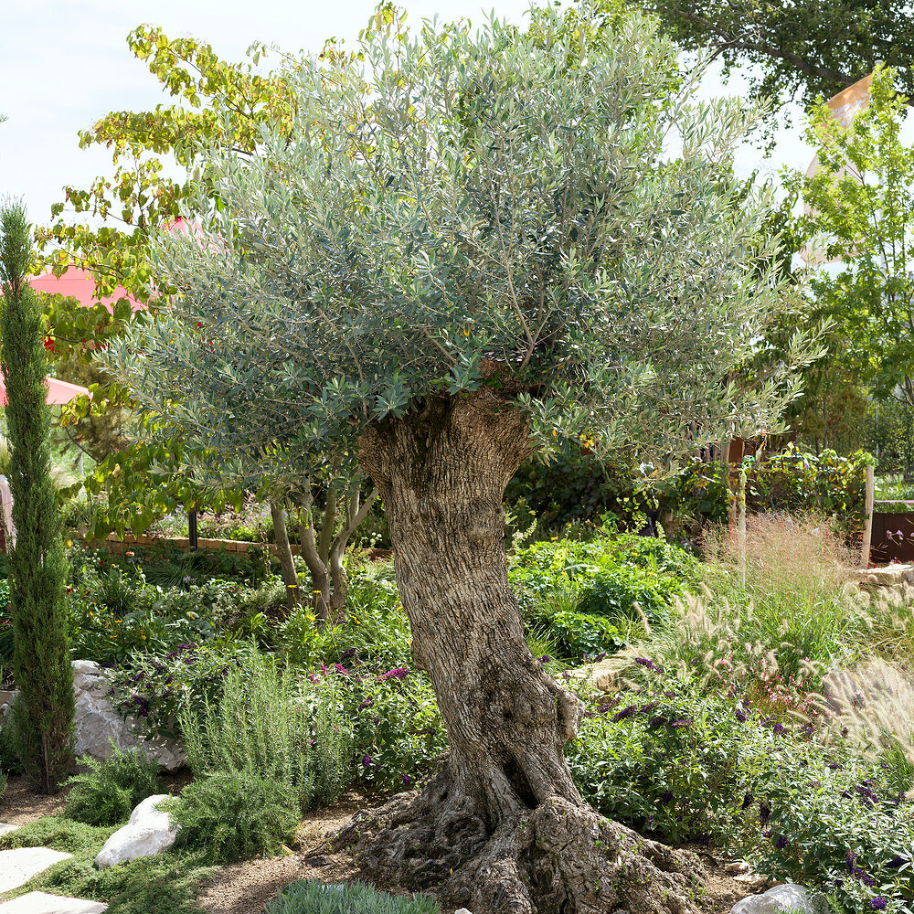Olea europaea