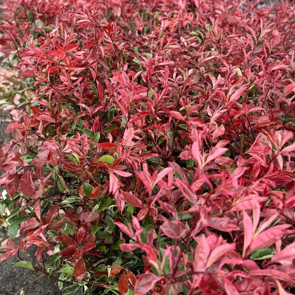 Gömbformájú korallberkenye – PHOTINIA SERRULATA ‘COMPACTA’ (GÖMB)