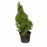 Cukorsüvegfenyő - PICEA GLAUCA 'CONICA' Hungaroplant