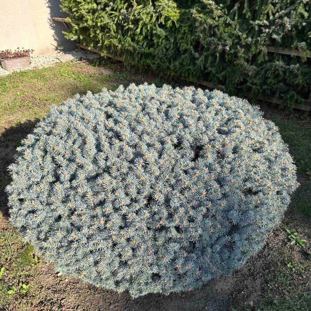 Gömb ezüstfenyő (Picea pungens ‘Glauca Globosa’)