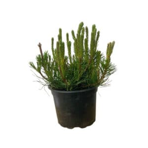 Törpe fenyő - PINUS MUGO VAR. PUMILIO