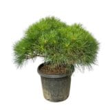 Törpe feketefenyő - PINUS NIGRA 'PIERRICK BREGEON' Hungaroplant