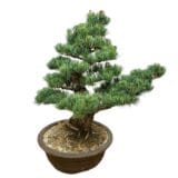 Japán fehérfenyő bonsai (pinus parviflora 'glauca') Hungaroplant