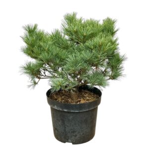 Pinus strobus 'Bergman's Mini'