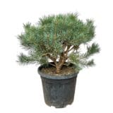 Erdei fenyő (pinus sylvestris 'watereri') Hungaroplant