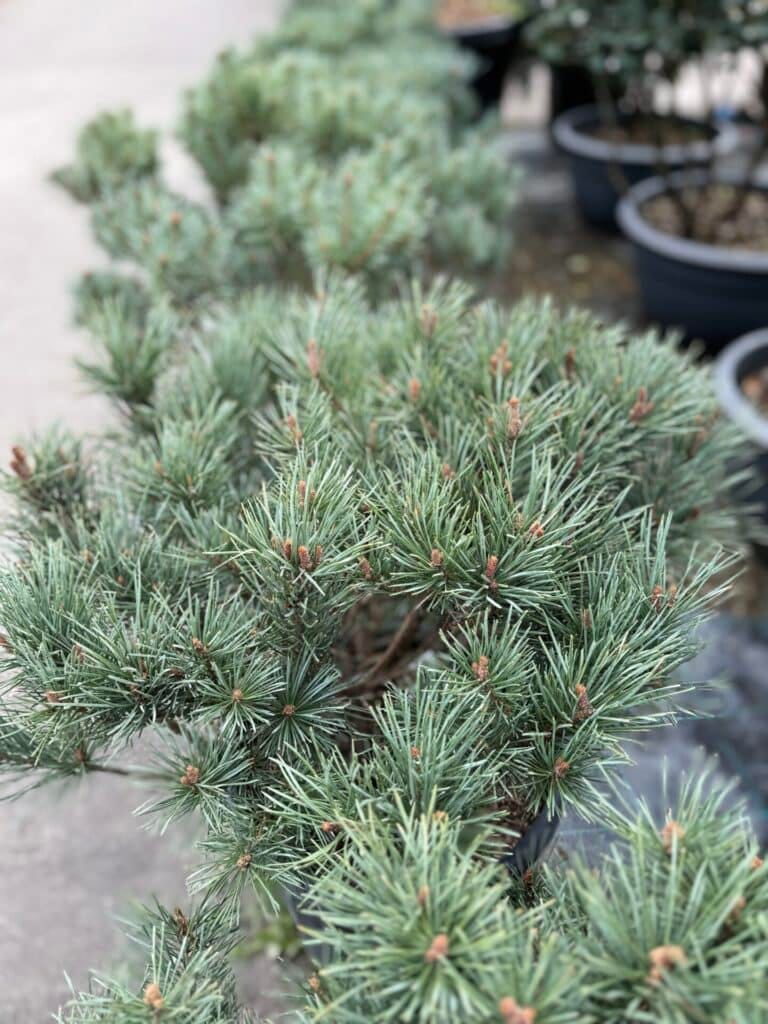 Erdei fenyő (pinus sylvestris ‘watereri’)