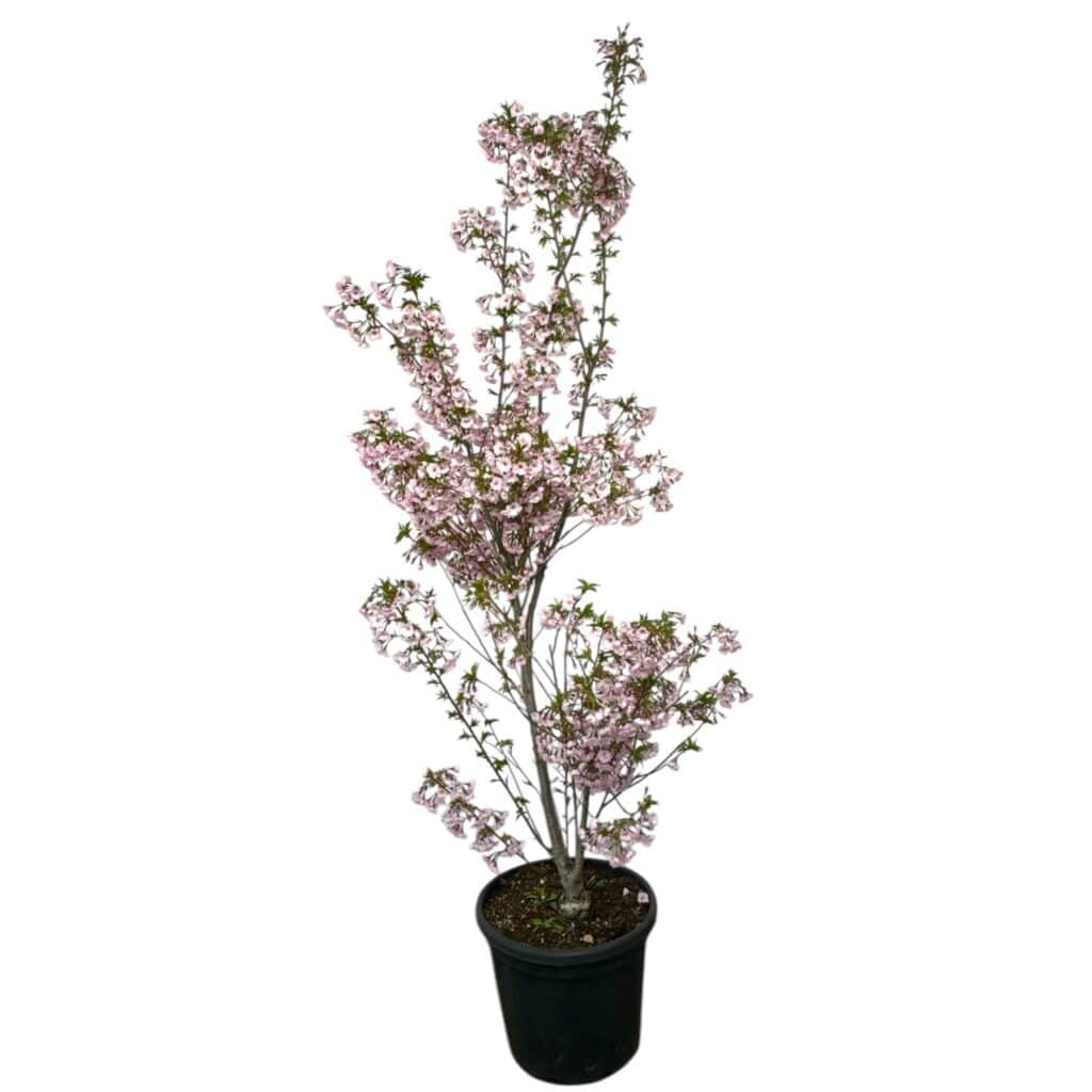 Oszlopos japán díszcseresznye (Prunus serrulata ‘Sunset Boulevard’)