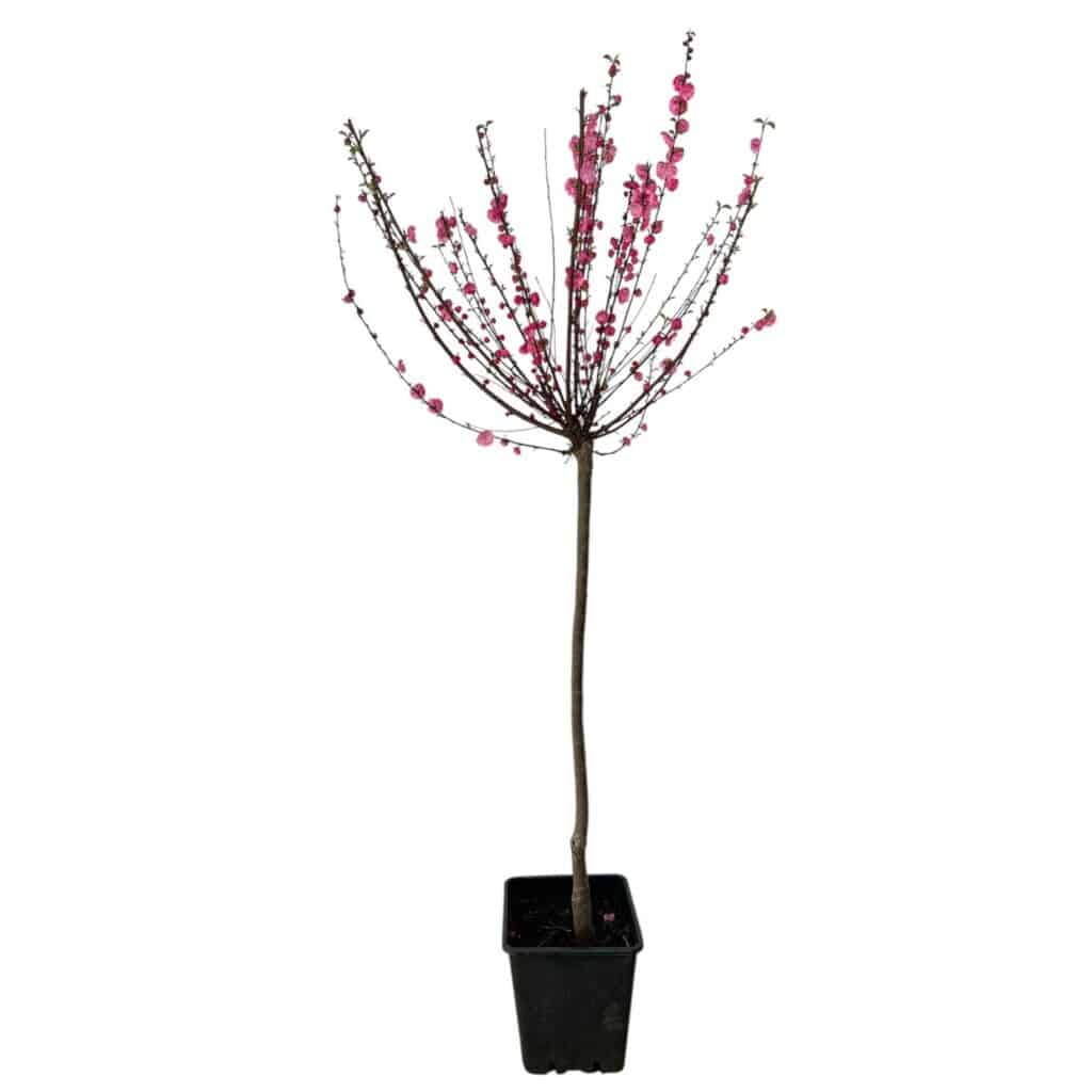 Bazsarózsafa – PRUNUS TRILOBA ‘MULTIPLEX’