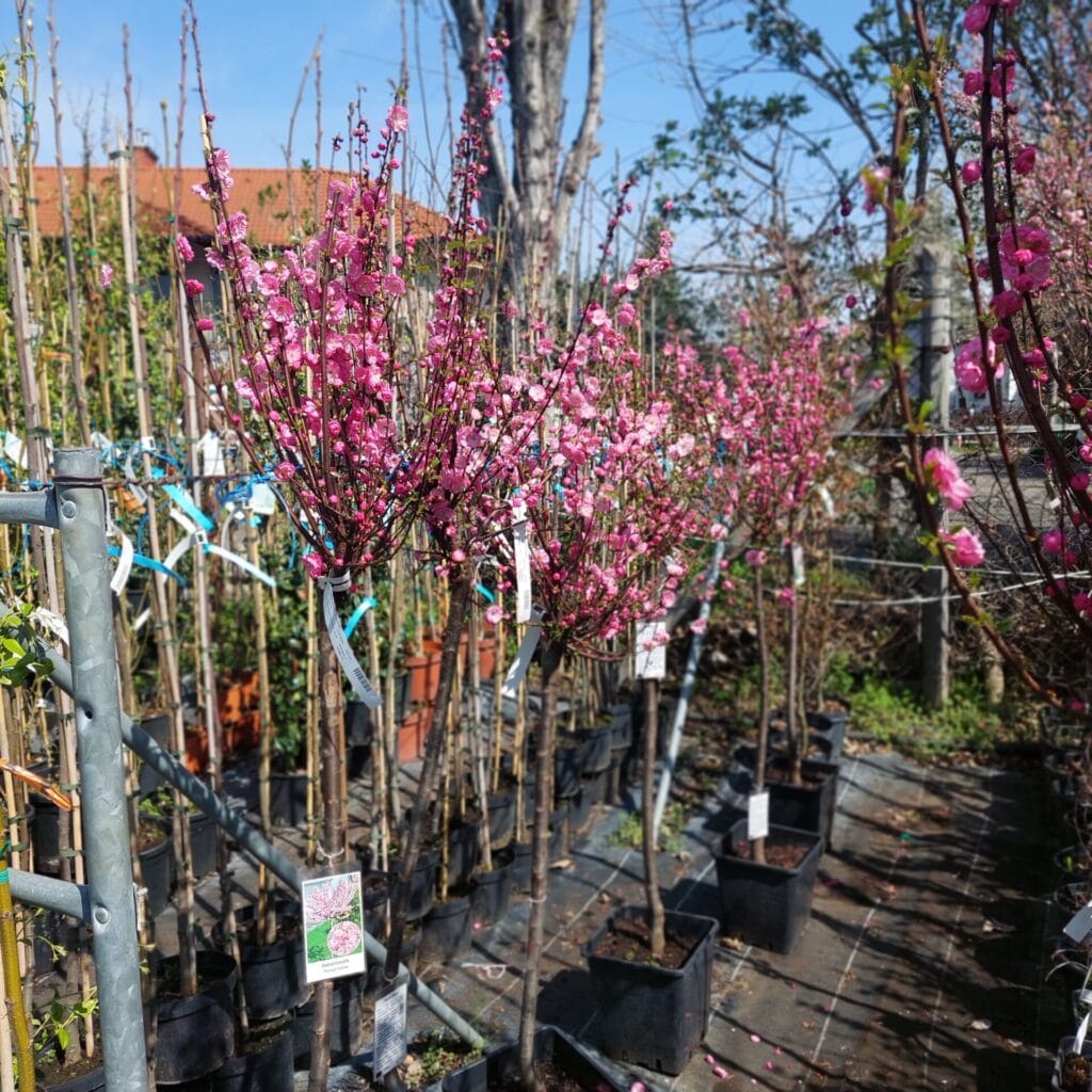 Bazsarózsafa – PRUNUS TRILOBA ‘MULTIPLEX’